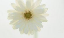 开心正能量的句子心情短语