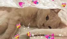 虎狼之词文案合集