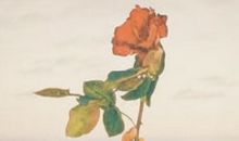 温柔干净的文案说说