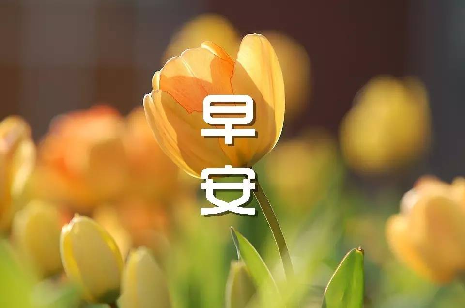 周到的早上好问候句子1
