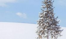 2020年最后一个月的句子