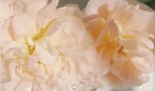 值得摘抄的文艺且让人惊艳的句子