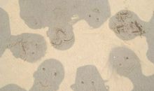 超越爱情的友情的句子