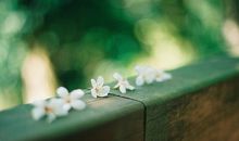 写兄妹亲情的唯美句子