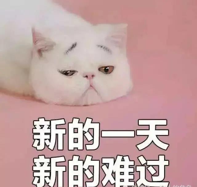 38，什么是勇敢的？我知道这顿饭会很胖，我仍然这样做。