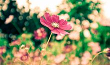 微博文案唯美爱情