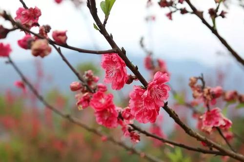 新年诗歌