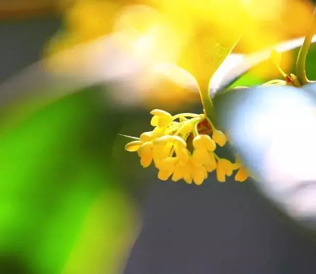 描述桂花香味的诗