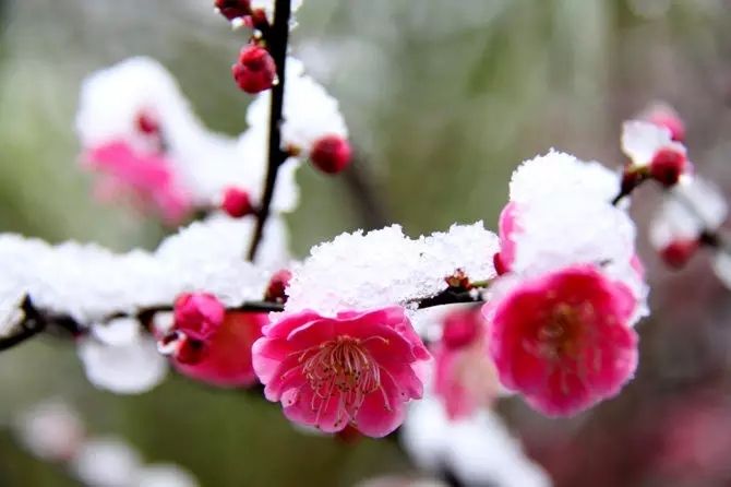 18，一个大雪，梅花窗外的窗户，我毫不犹豫地离开温暖的床，打开窗户，贪婪呼吸着梅花的淡淡的香味，环顾四周，土地，土地，土地，土地，土地，土地，土地陆地，雪白梅花似乎与地球相结合，这造成了完美的画面，它包括在眼睛中，只有纯白色。