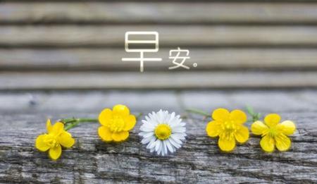 向领导SMS的问候1