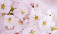 樱花盛开的句子