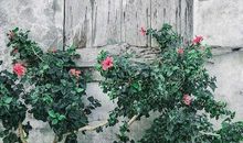 无缘的心痛句子