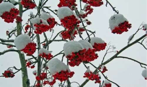 雪景句美观短1