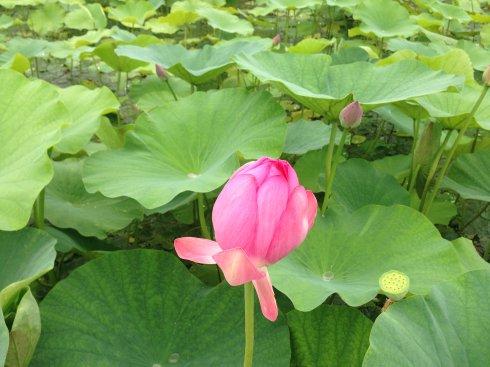 15，三伏，阳光灿烂的日子，夏天幸福。让麻烦变得昨天，今天很容易赢。翅膀飙升蓝天，红田是新的一天。愿你每天都在生活中掌握，你的心情总是阳光明媚！
