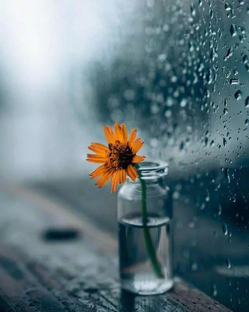 15.雨是天空的泪水。谁是雨的哭泣？为那个梦想，获得一个离合器，为了丢失，或者为了过去，没有，只为洗身体的领先，让一切都慢慢成长，伴随着雨天，为什么不是幸福，朋友们来了。