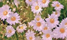 可爱又温柔的短句