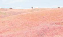 世界温柔美好的句子