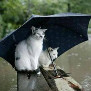 最新的雨天问候短信大全