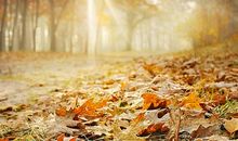 秋季给客户的问候短信大全