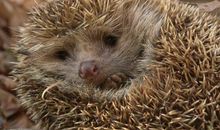 写刺猬的伤感签名