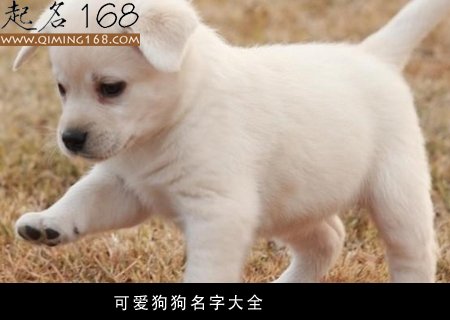 宠物名字大全