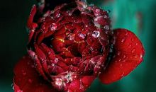 给前女友霸气表白的话