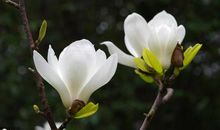 对于友情不强求的句子