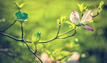 景物衬托开心的心情的句子