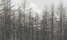 描写冬至的句子