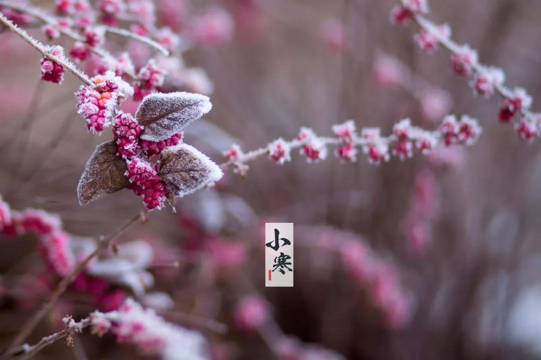 小冷的图片