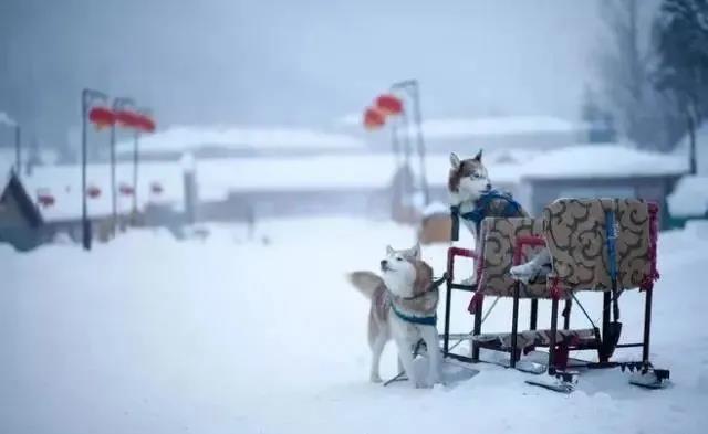 30.在年底，我们很快就会给冬天，茶充满了，大雪将赢得。
