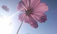 暑假来临开心的句子