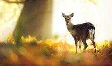 朋友分手劝他开心的句子