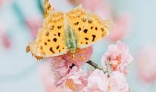 开心快乐向上的句子