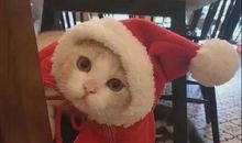 圣诞节幽默句子