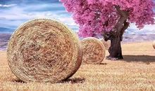 小众又文艺的句子