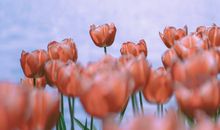 不屈不挠的励志短句