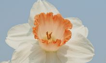 关于动物的对联大全