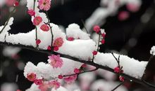 腊八节赏腊梅的句子