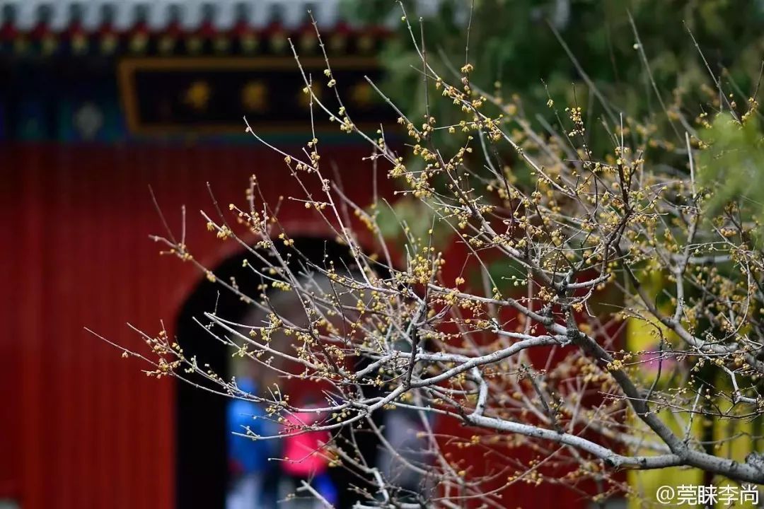 Laba Festival享受这句话