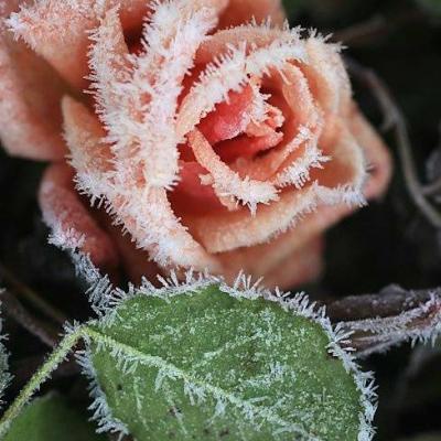 15.友好不是短暂的烟花，而是真实的画面;友谊不是持久的经历，而是一种心灵的知识