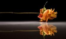 有关同学友情的诗歌和句子