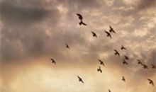 赞美动物之间友情的句子