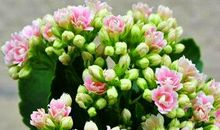 把友情比作春天的句子