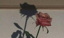 不是沉淀友情的句子