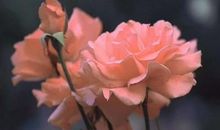 因友情伤感而绝望的唯美句子