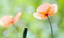 友情非常深厚的句子