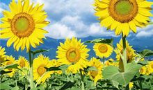 逐渐疏远的友情的句子