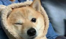 优雅气质经典短句