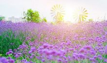 友情信任感危机的句子